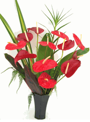 A dozen bright red anthuriums