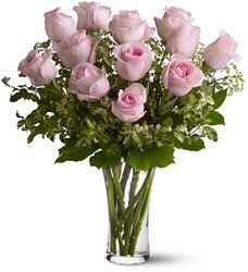 A Dozen Pink Roses 