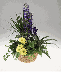 A garden planter for a baby boy.