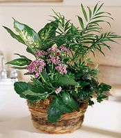 A mix of green and blooming plants
