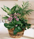 A mix of green and blooming plants