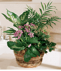 A mix of green and blooming plants