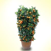 A Pair of Kamquat Tall Plants 