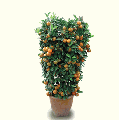 A Pair of Kamquat Tall Plants 