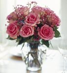 A Pretty Pink Dozen