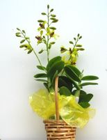 A selected yellow dendrobium Orchids 
