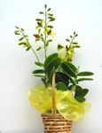 A selected yellow dendrobium Orchids 