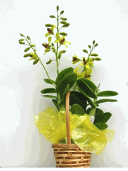 A selected yellow dendrobium Orchids 