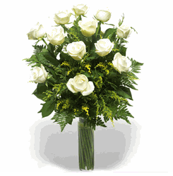   A White Rose