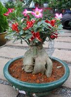 Adenium 