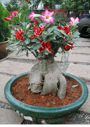 Adenium 
