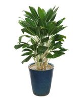 Aglaonema 