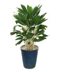 Aglaonema 