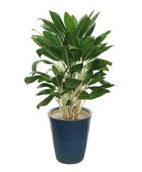 Aglaonema 