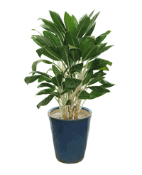 Aglaonema 