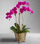 Alluring Magenta Orchid Garden 