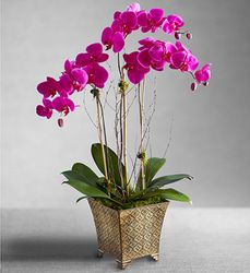 Alluring Magenta Orchid Garden 