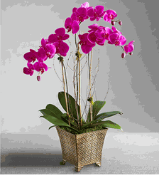 Alluring Magenta Orchid Garden 