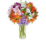 Alstroemeria