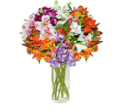 Alstroemeria