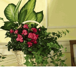 Garden Grove, California (CA) Florists, Flower Shop 