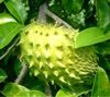  Annona muricata