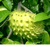  Annona muricata