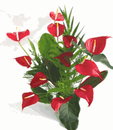 Anthurium - Mini Red 