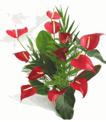  Anthurium - Mini Red 