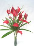 Anthuriums