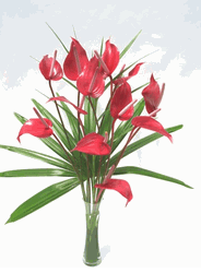 Anthuriums