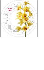Aquarius: January 21 - February 19