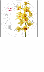 Aquarius: January 21 - February 19