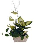 Arrangement of Plants