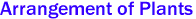 Arrangement of Plants