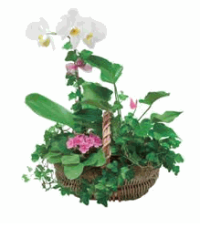 Arrangement of Plants