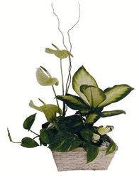 Arrangement of Plants