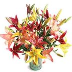 Asiatic Lilies 