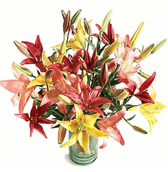 Asiatic Lilies 