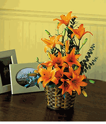 Asiatic Lilies