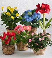 Happy New year's Assorted Blooming Plant Gift 