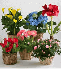 Happy New year's Assorted Blooming Plant Gift 