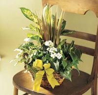 Assorted green plants