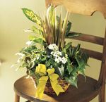 Assorted green plants