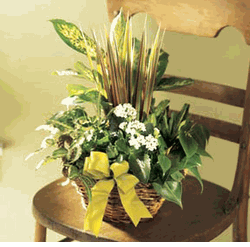 Assorted green plants