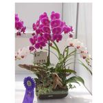 Assorted orchids 