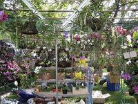 Assorted Orchids Plants