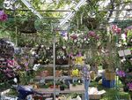 Assorted Orchids Plants