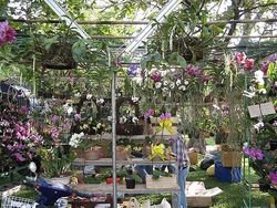 Assorted Orchids Plants