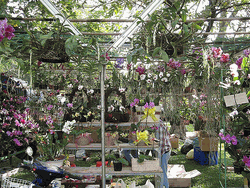 Assorted Orchids Plants